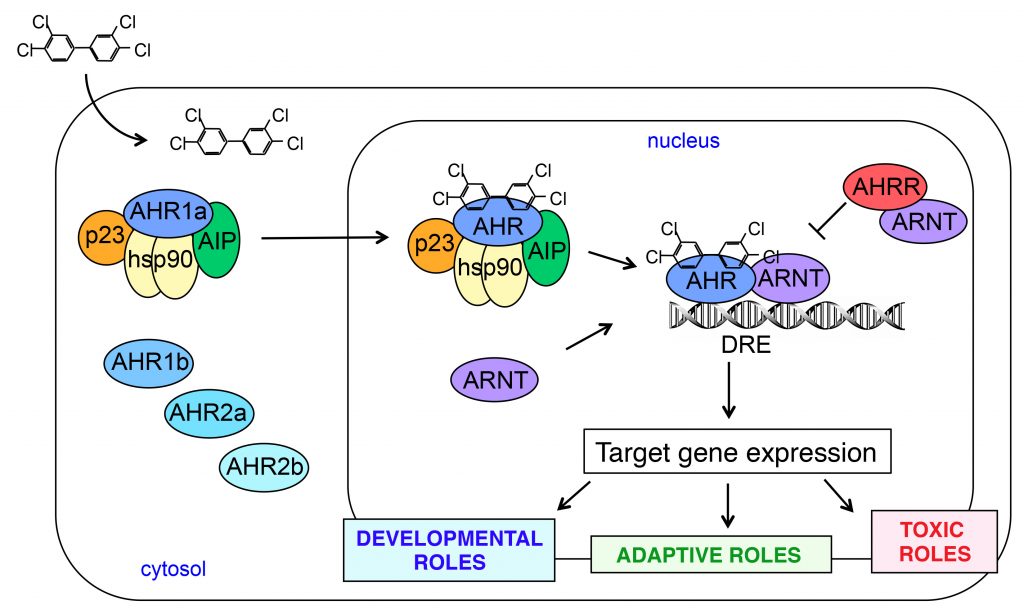 Aryl Hydrocarbon Receptor Biology Hahn Lab