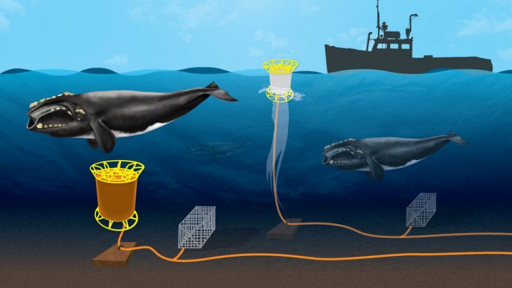 Whales and other animals can get entangled in long ropes or lines connecting lobster traps to buoys, often with serious and fatal consequences. A low-power wake-up receiver currently under development could expand the use of "on-call" buoys and reduce entanglements. (Illustration by Eric Taylor, WHOI Graphic Services)