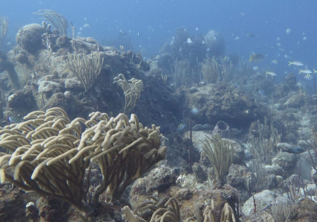 Coral_Reef