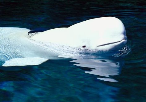 Beluga Whale