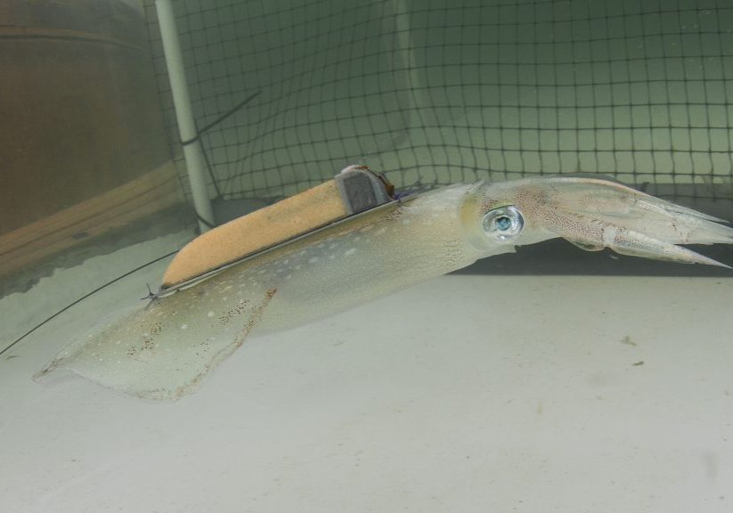 Tagged Squid