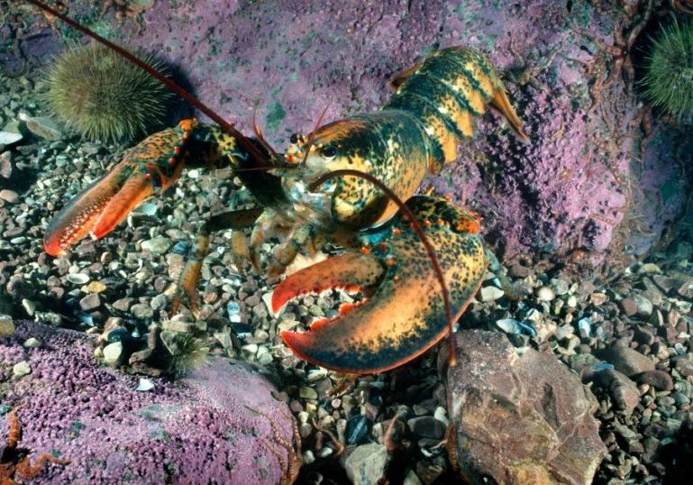 MAR-lobster-hearing-7.22.21-1200x630