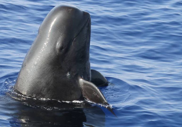 Pilot Whale