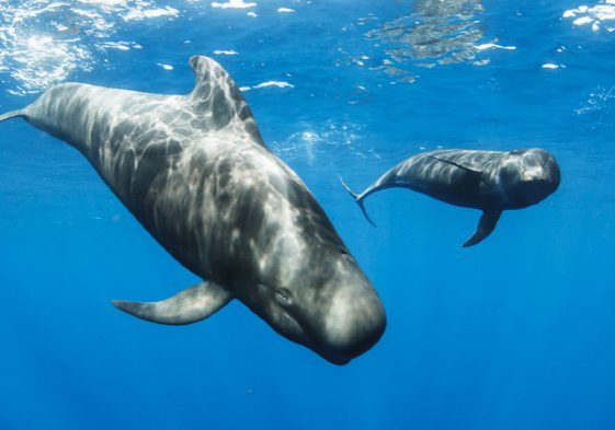 Whales