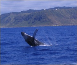 A humpback whale breaches off the island of Oahu, Hawaii.