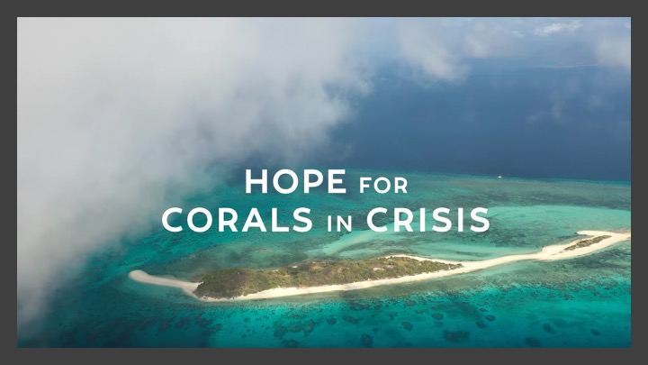 hope for corals