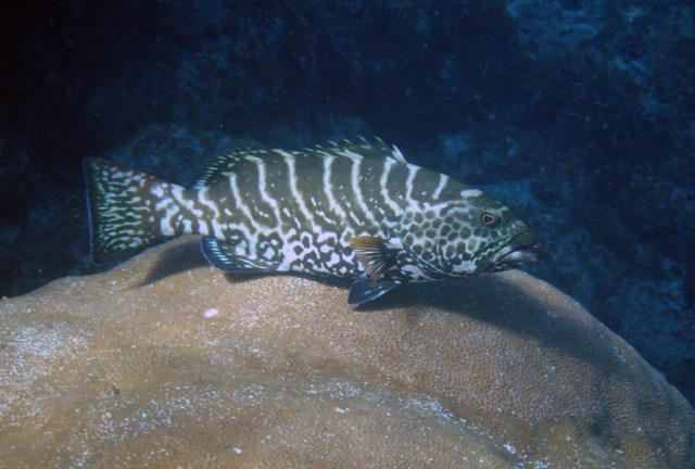 Grouper by a reef