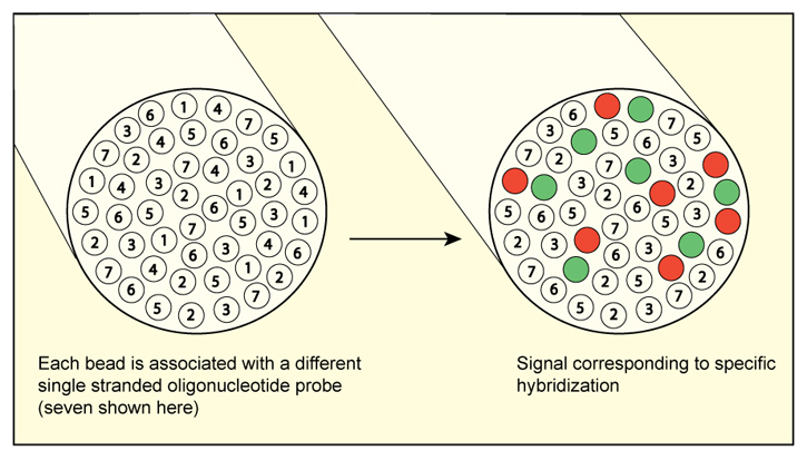 A schematic of a fiber optic microsphere-based microarray capable of detecting multiple HAB species simultaneously