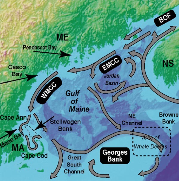 Gulf of Maine surface circulation
