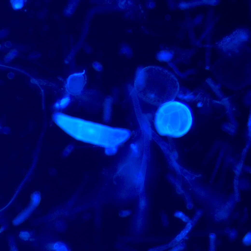 36_DAPI_unl 36_DAPI_unl