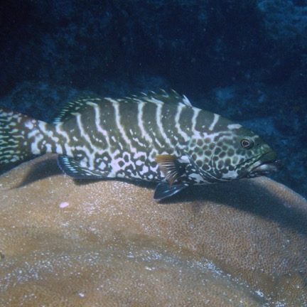 Grouper by a reef