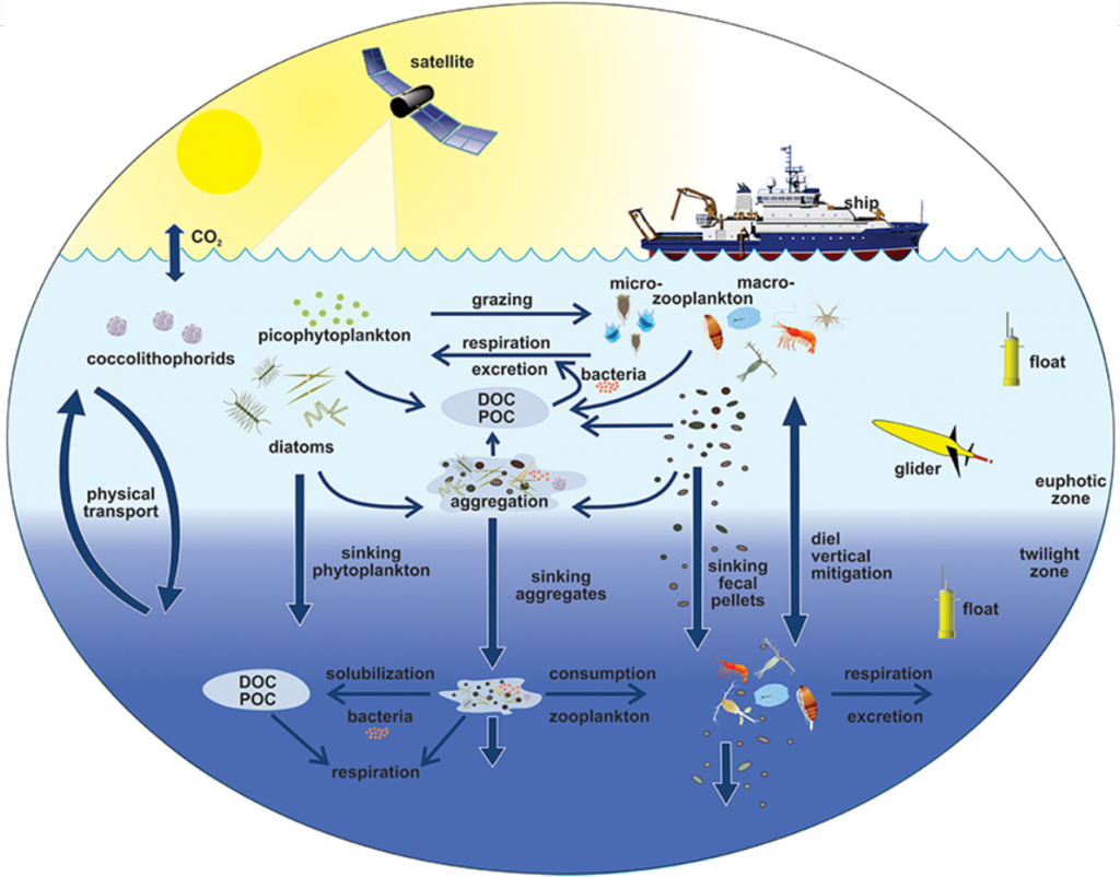oceanBiologyChemistryDiagram_Roo