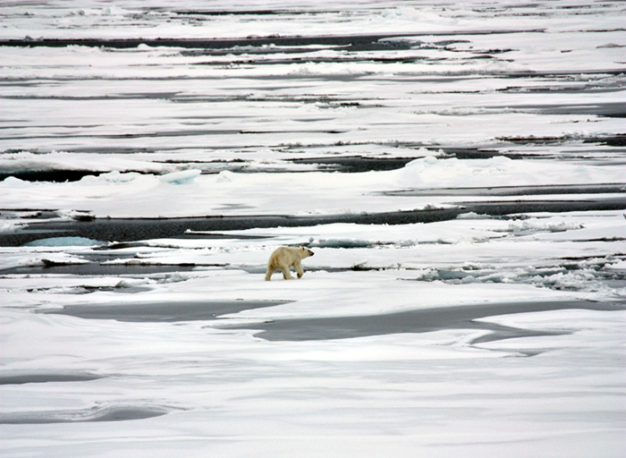 The first polar bear in a patchwork of ice and open water.