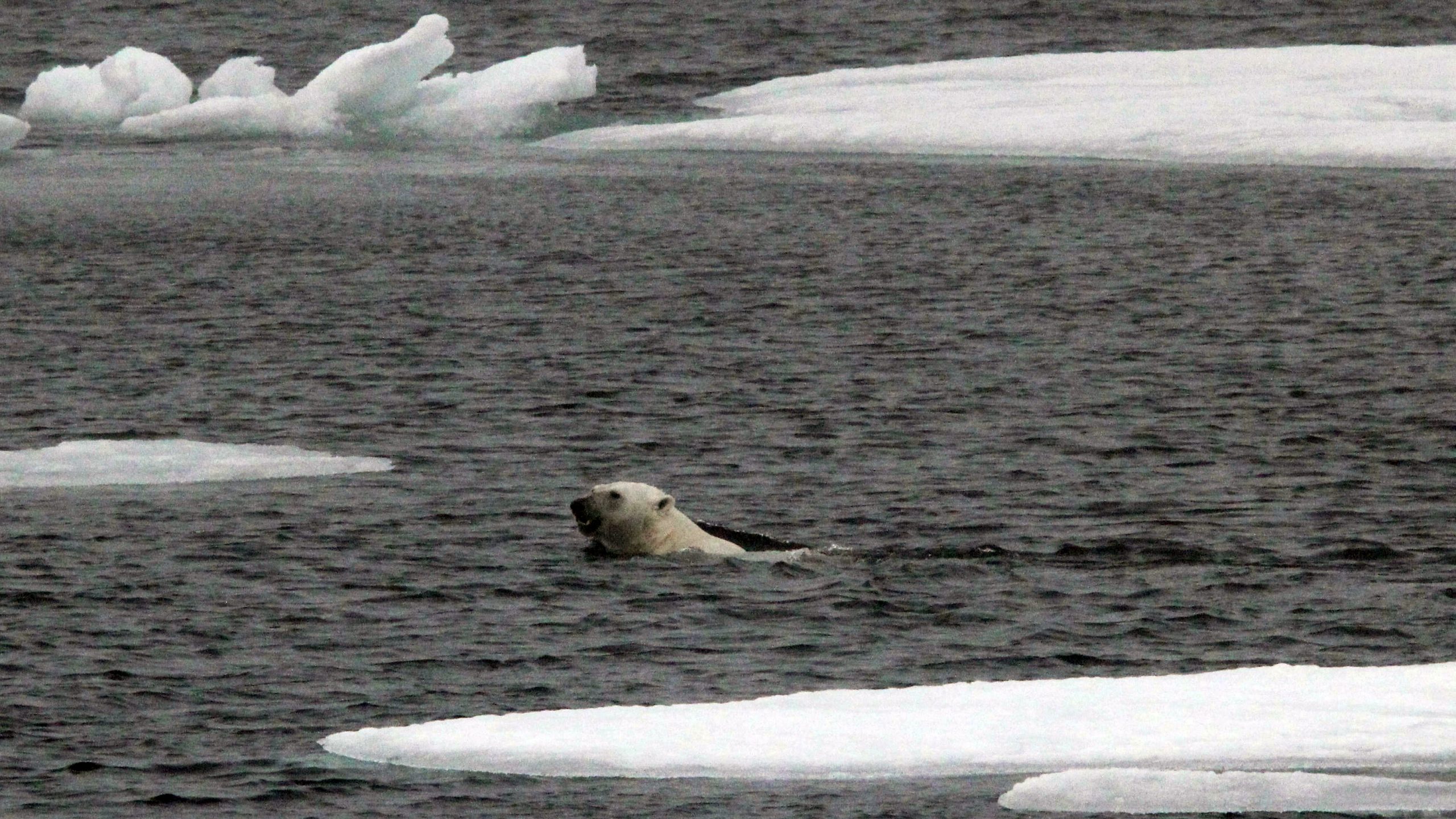 A lone male polar bear swimming. (Photo: Marty Davelaar)