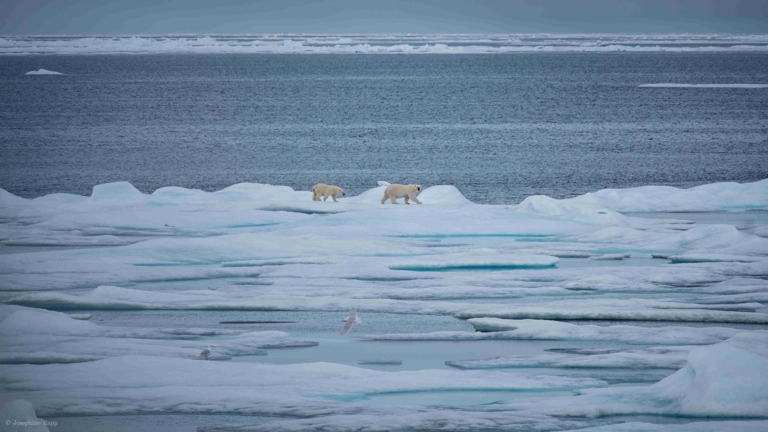 The sixth and seventh polar bears of the day. (Photo: Josephine Rapp)