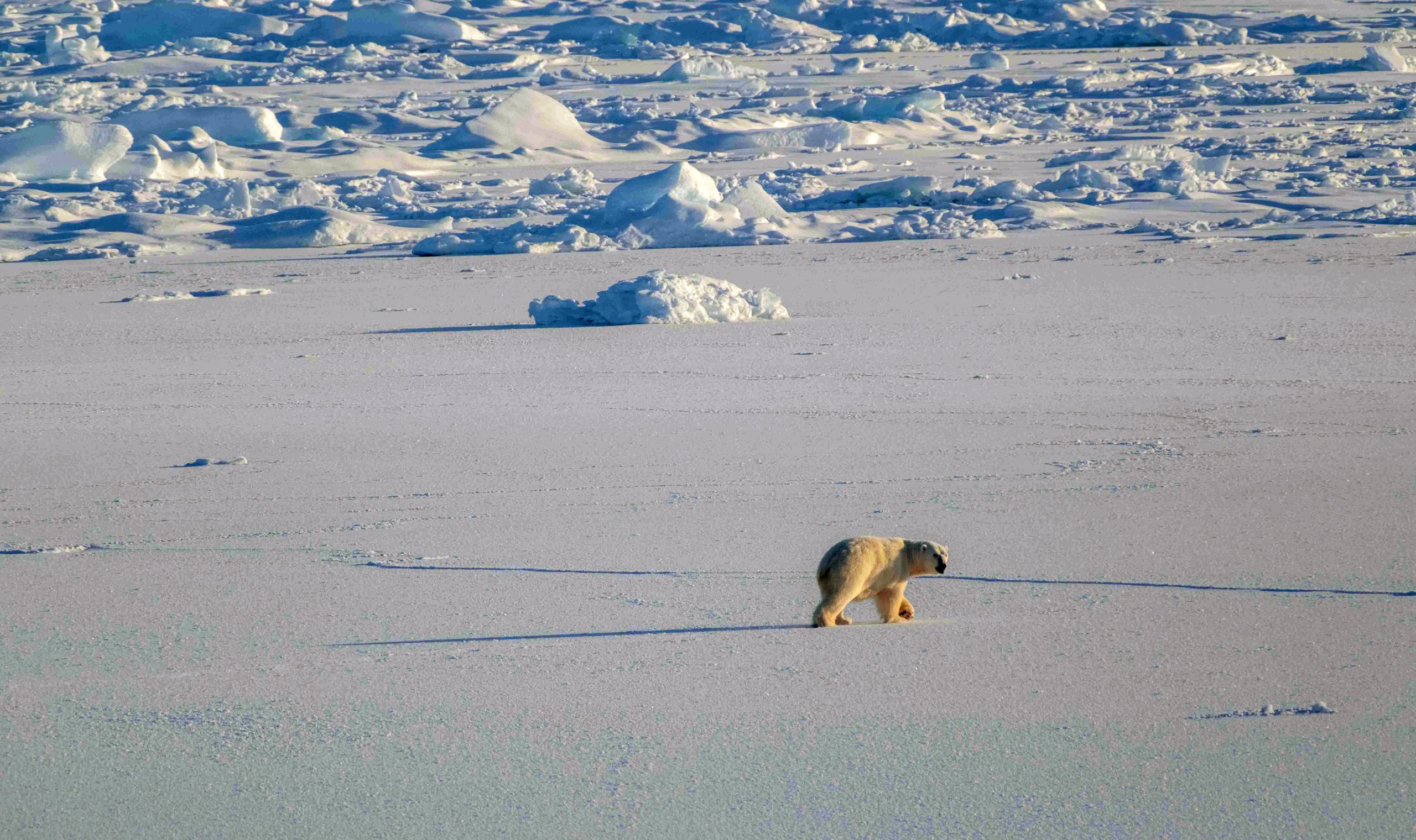 The first polar bear we've seen this expedition (Photo by Elizabeth Bailey)!