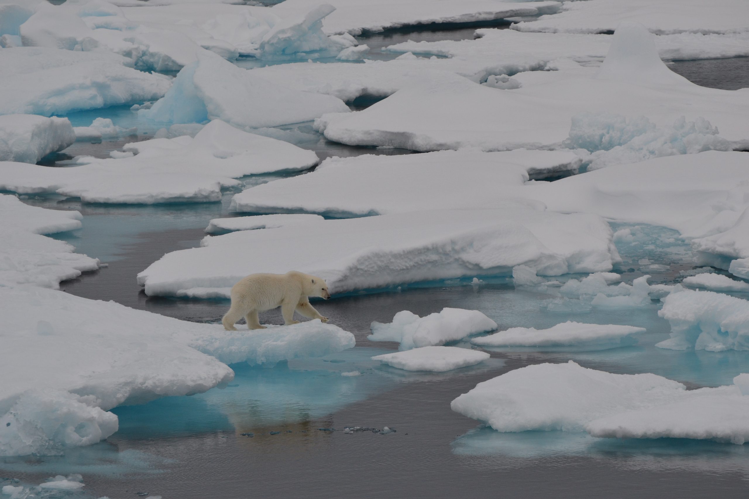 Polar bear sighting! (Photo by Paige Hagel)