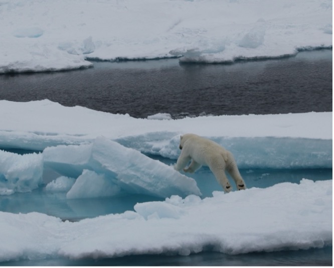 Our polar bear sighting! (Photo by Marty Davelaar)