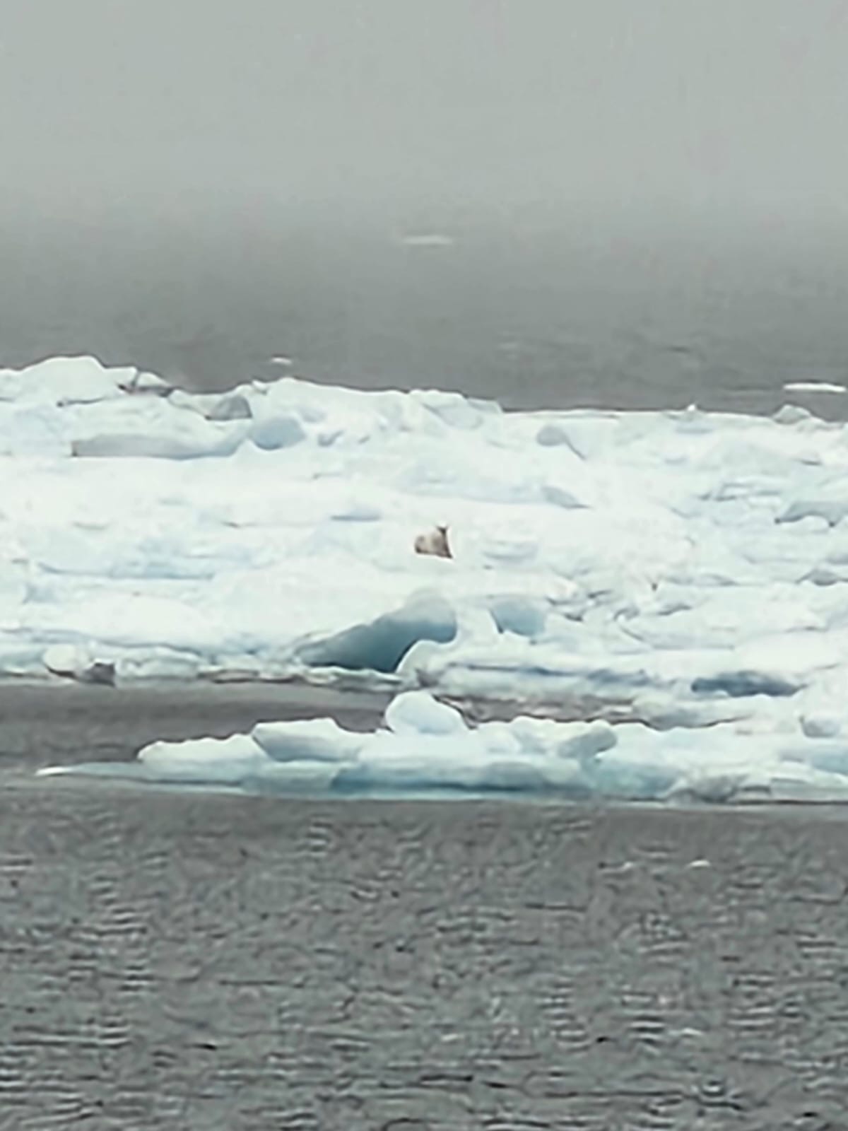 Photo 4: A grainy photo of a polar bear off in the distance (Photo by Tianyu Zhou)