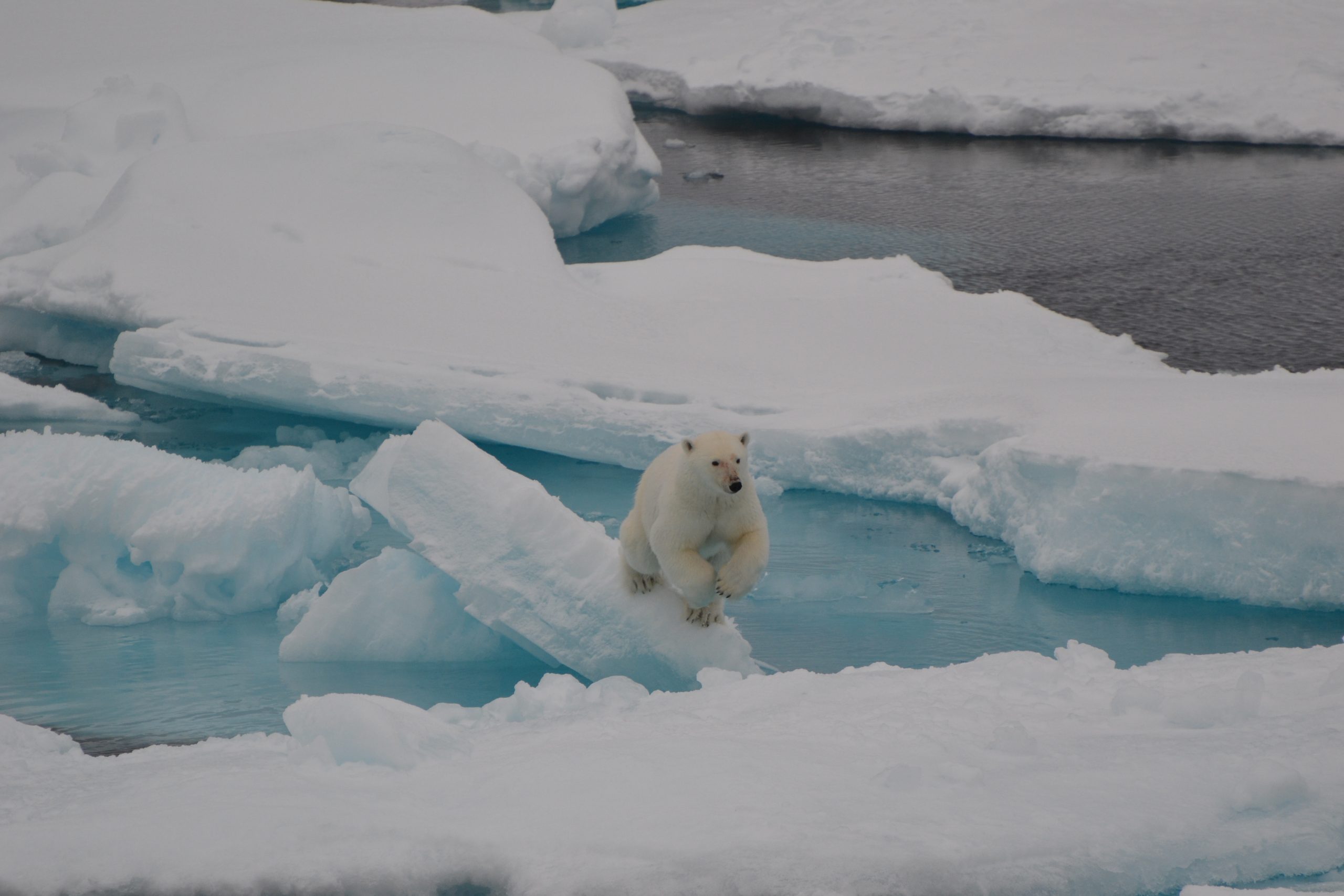 Polar bear jumping (Photo by Paige Hagel)