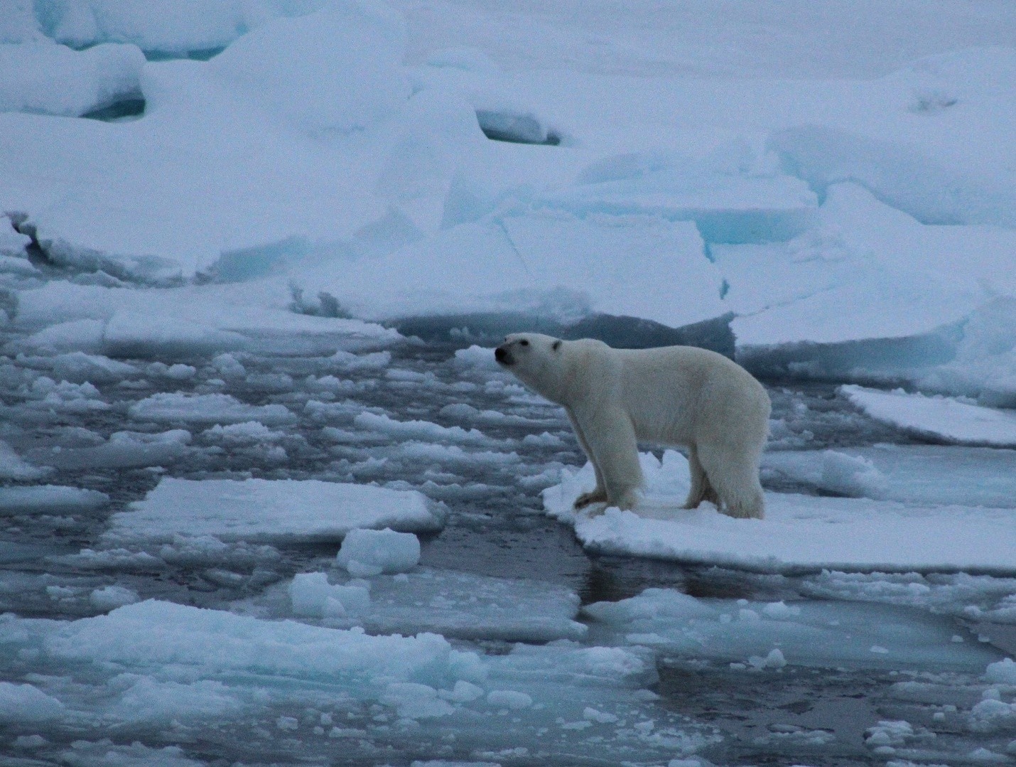 Photo 2: A polar bear sighting! Photo by Paul Macoun. 