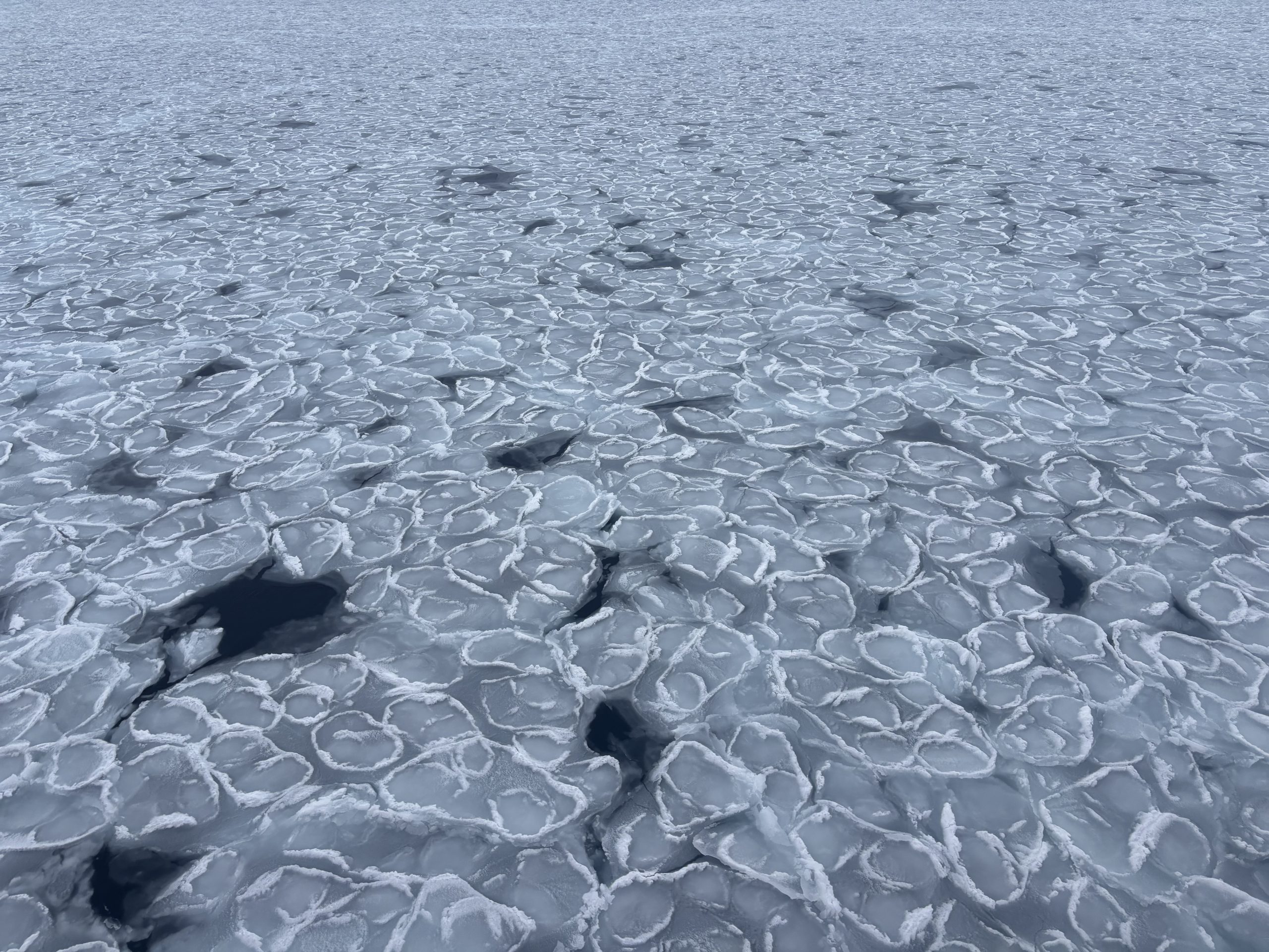 Pancake ice! Photo by Jennifer Kosty.