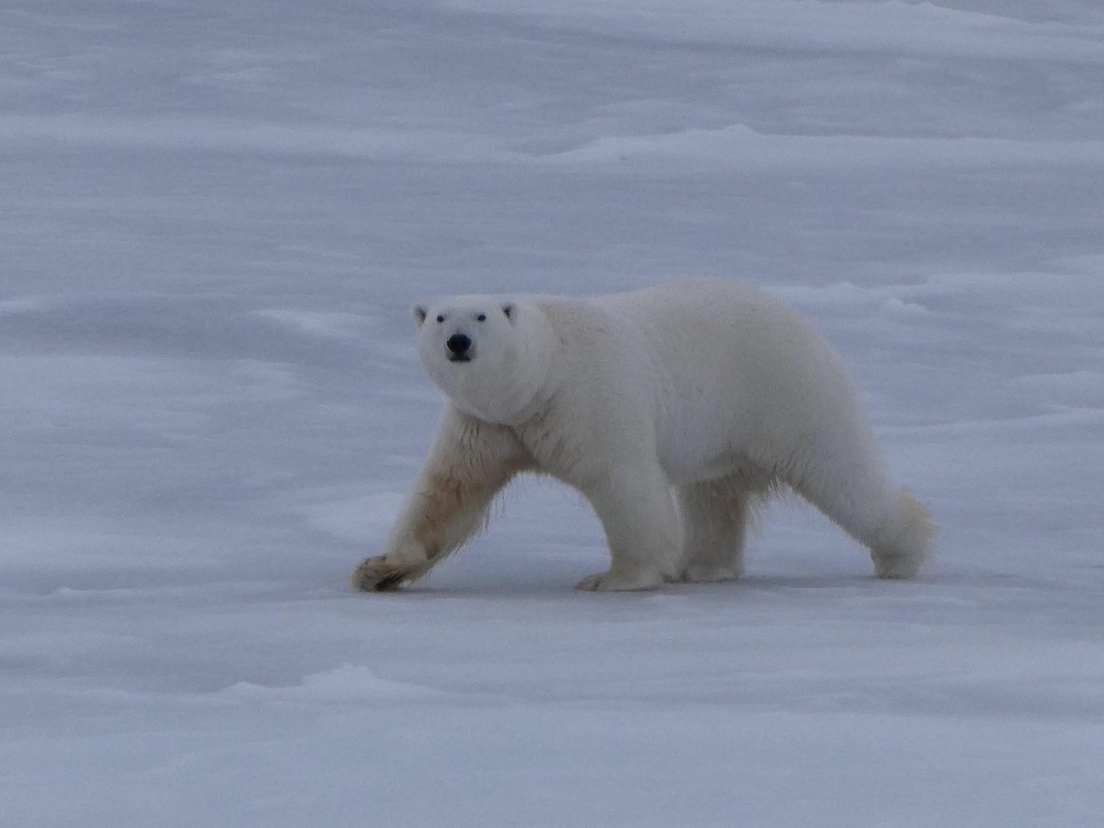 Our second polar bear sighting! Photo by Lauren Bannerman-Maxwell. 