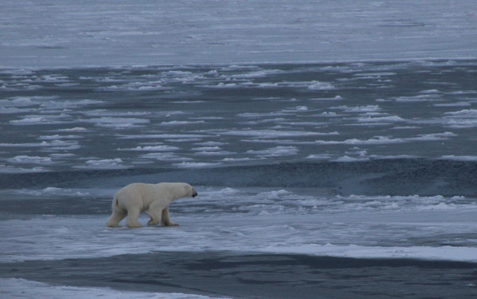 Our first polar bear sighting! Photo by Paul Macoun. 
