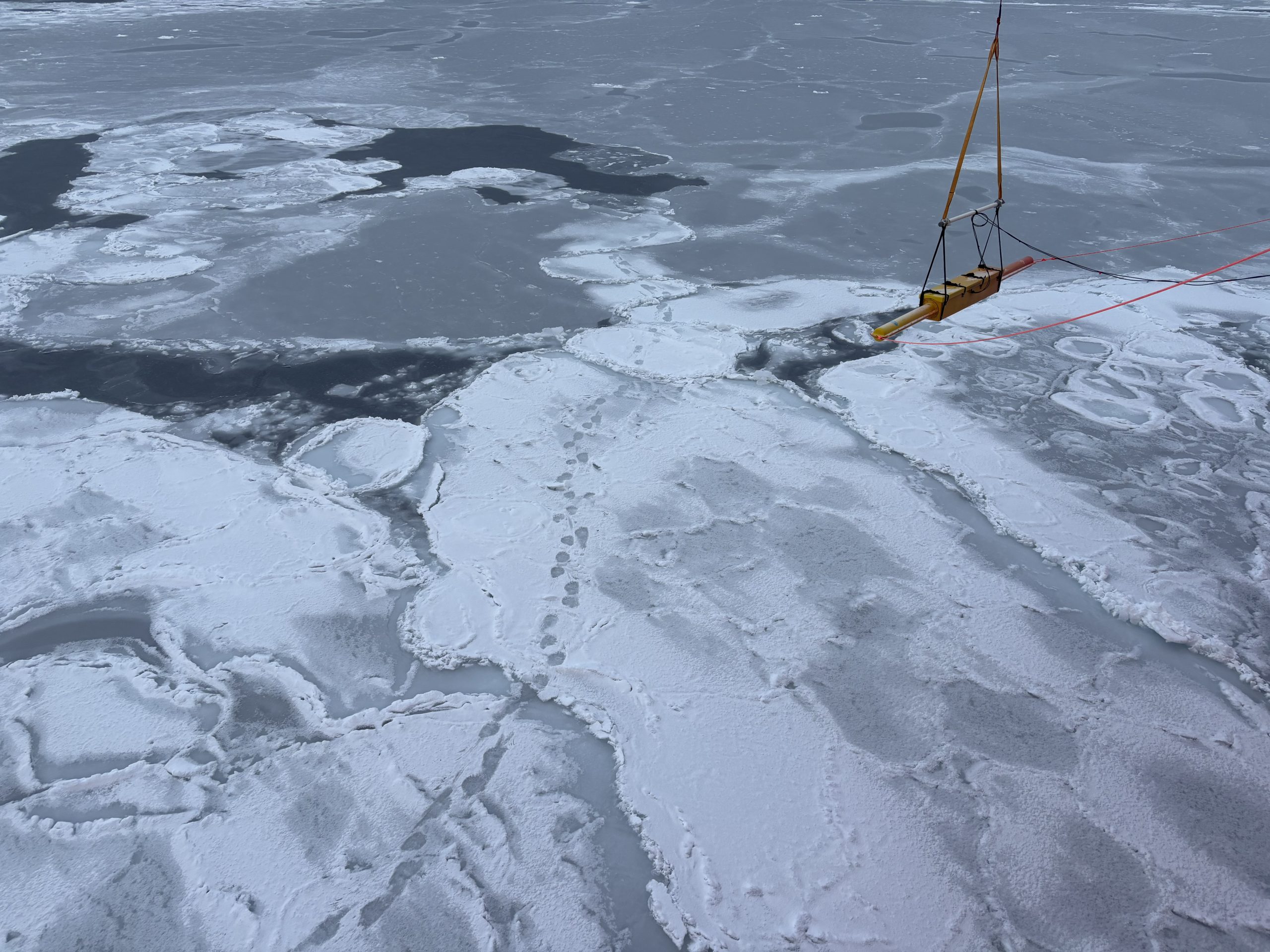 Fresh polar bear tracks under the recently re-deployed “sushi” sea ice measuring instrument. Photo by Jennifer Kosty. 