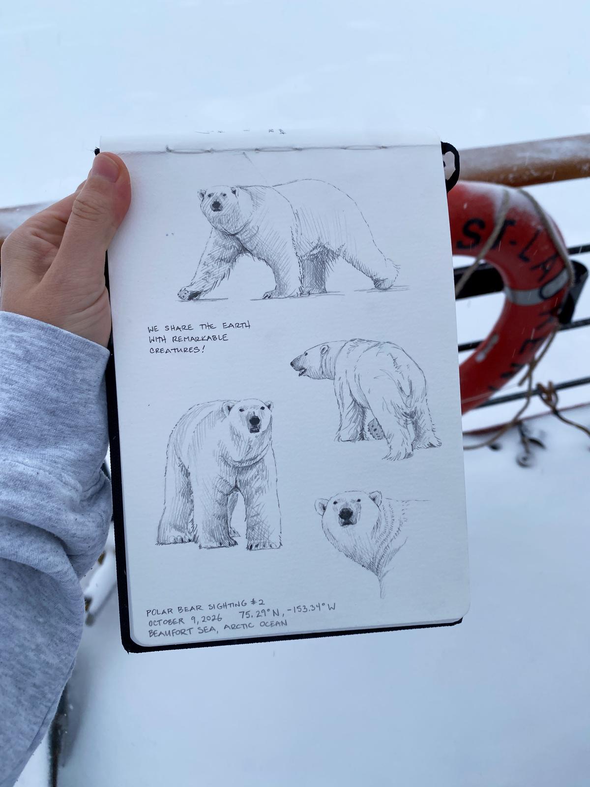 One of Monika’s polar bear sketches. Photo by Monika Loevenmark. 