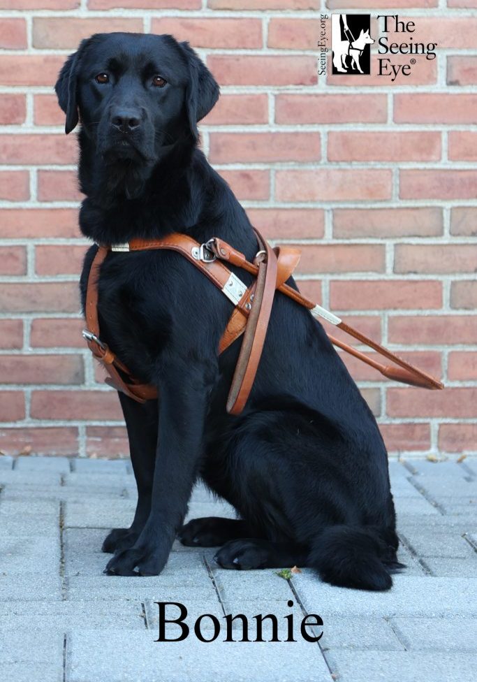 Bonnie sitting in front of a brick wll with her harness on.