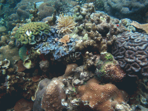 An example of the coral cover and diversity in Nikko Bay