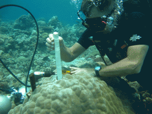 Field team member Pat Lohmann removing a coral core from a Porites colony