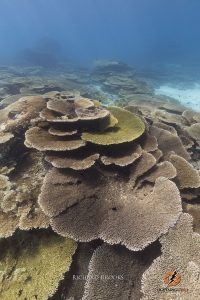 Table Corals