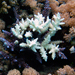 Coral Sanctuaries in a Warming World?