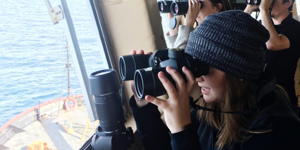whales ahoy