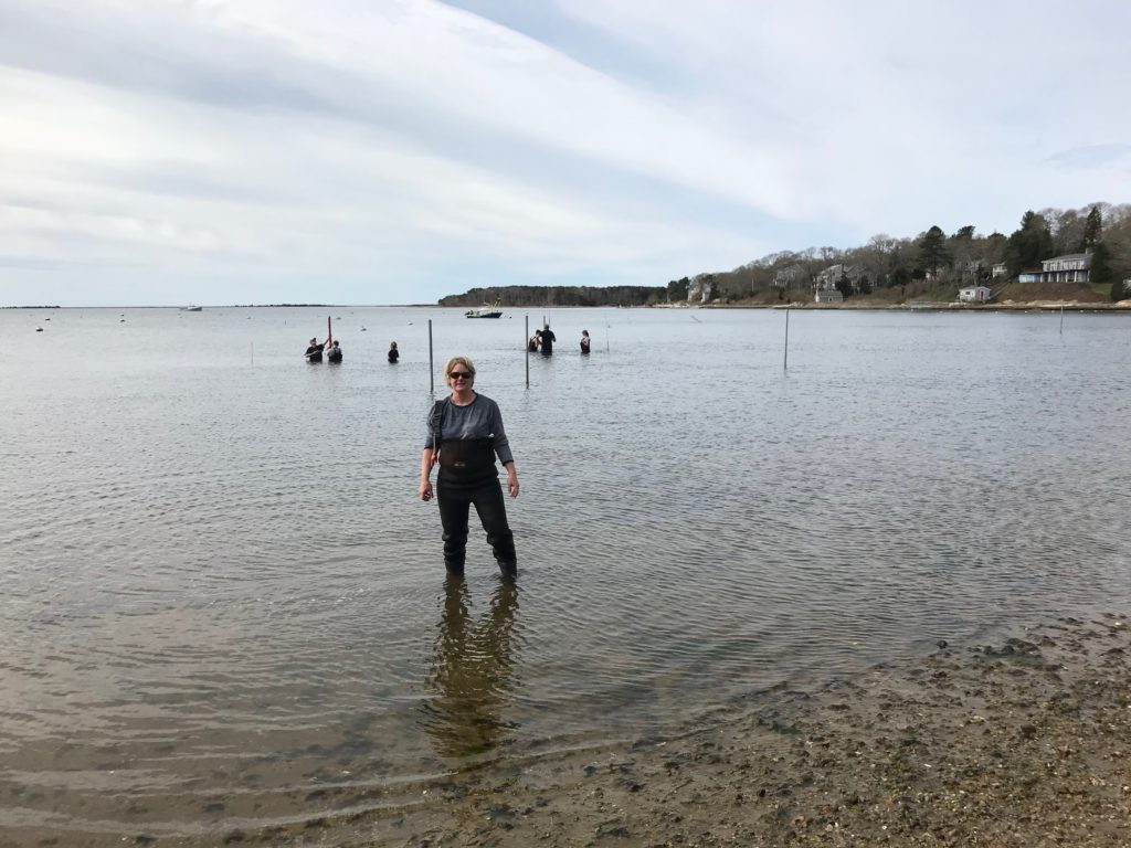 Coastal Eutrophication — Investigation of Oyster Aquaculture Solutions