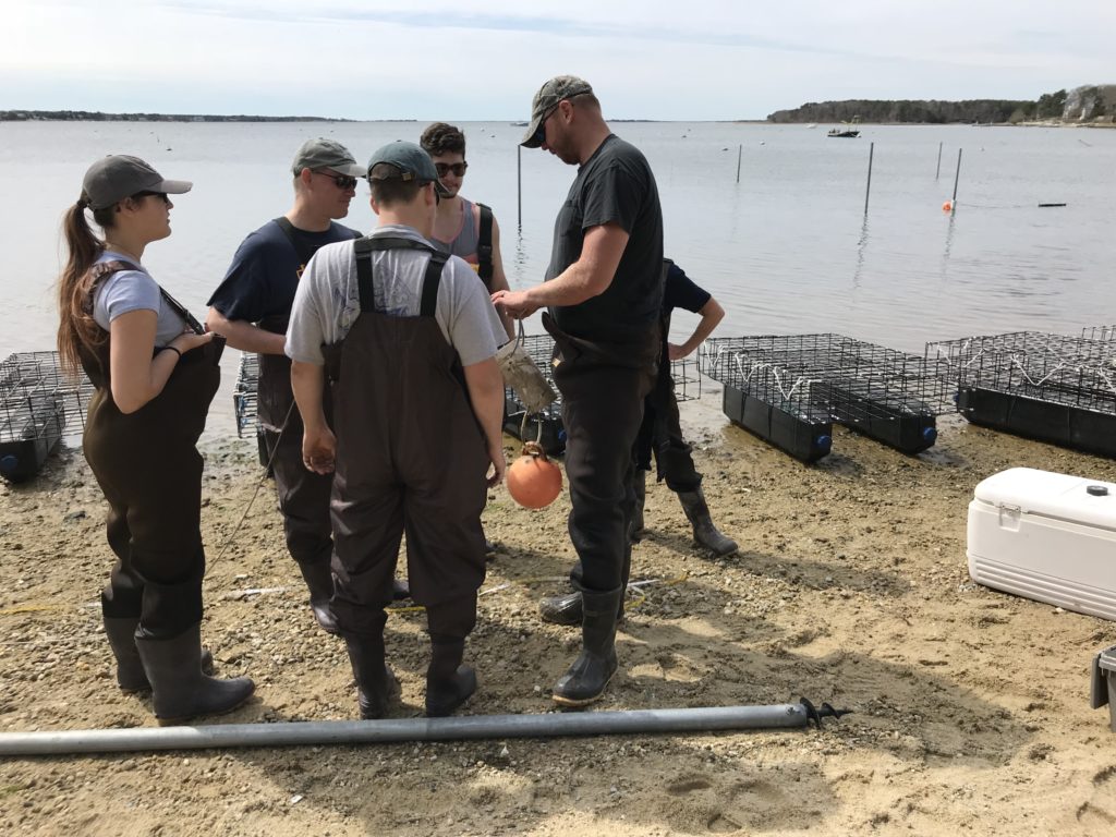Coastal Eutrophication — Investigation of Oyster Aquaculture Solutions