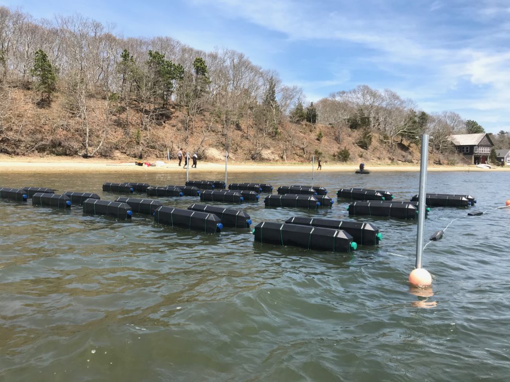 Coastal Eutrophication — Investigation of Oyster Aquaculture Solutions