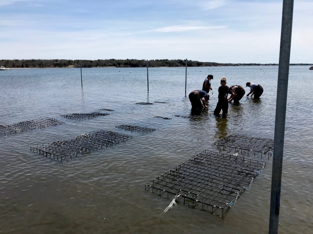 Coastal Eutrophication — Investigation of Oyster Aquaculture Solutions