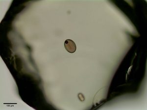Olivine-hosted melt inclusion containing a vapor bubble.