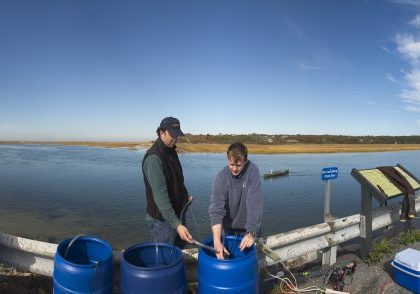 Matt Charette and Matt Allen working at Pamet Harbor, Truro. Photo by Tom Kleindinst © Woods Hole Oceanographic Institution