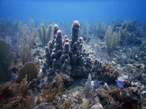 Study Examines the Impact of Coral Chemical Compounds on Reef Composition  and Health - Reef Solutions