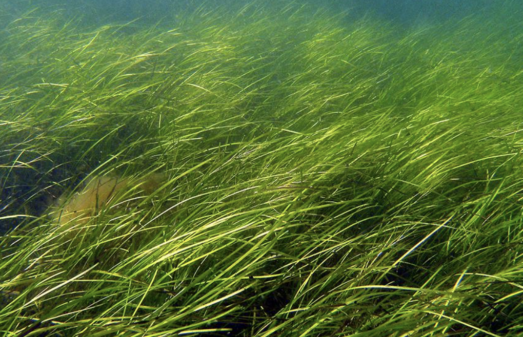 seagrass