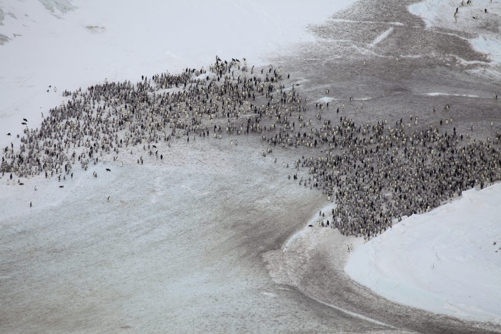 Aerial shot of penguin colony