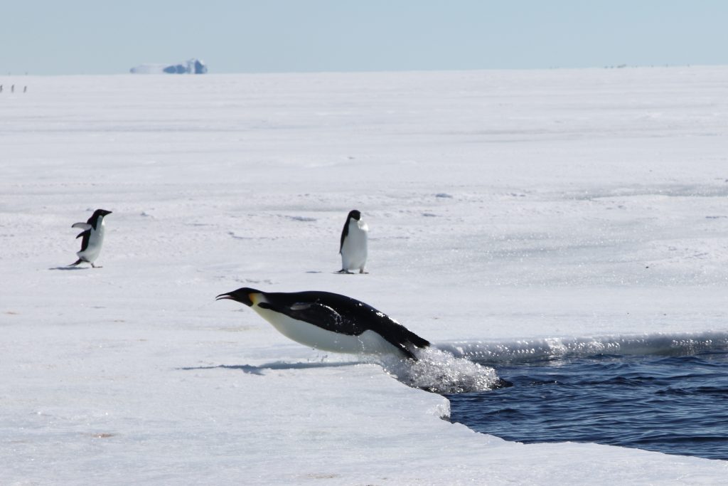 Penguin Leaving Water