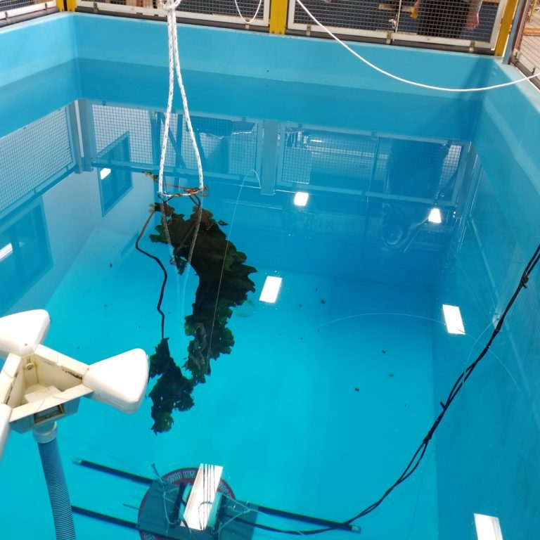 Kelp suspended above acoustic sensor