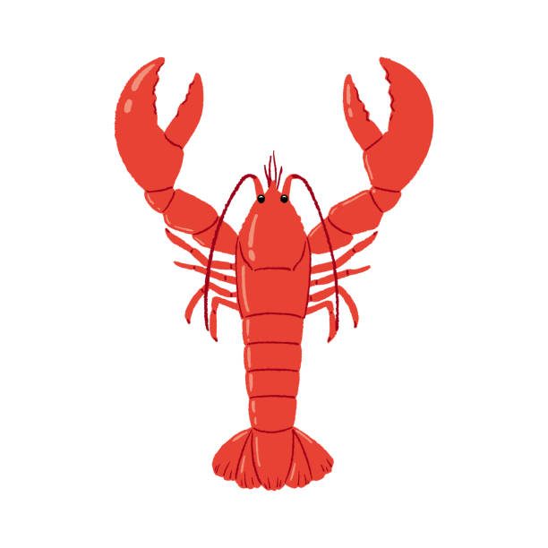 Red Lobster illustration. Vector tracing.