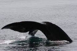 Right Whale in the bay