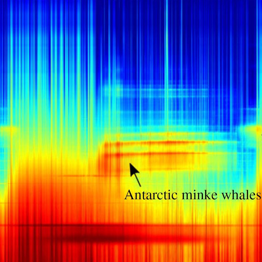 LTSA_southern_ocean_1_minke